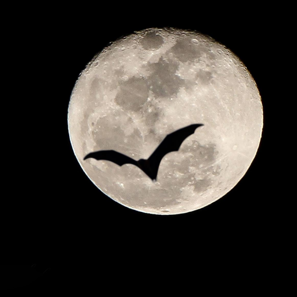 Eerie tales: A bat flying across the moon.