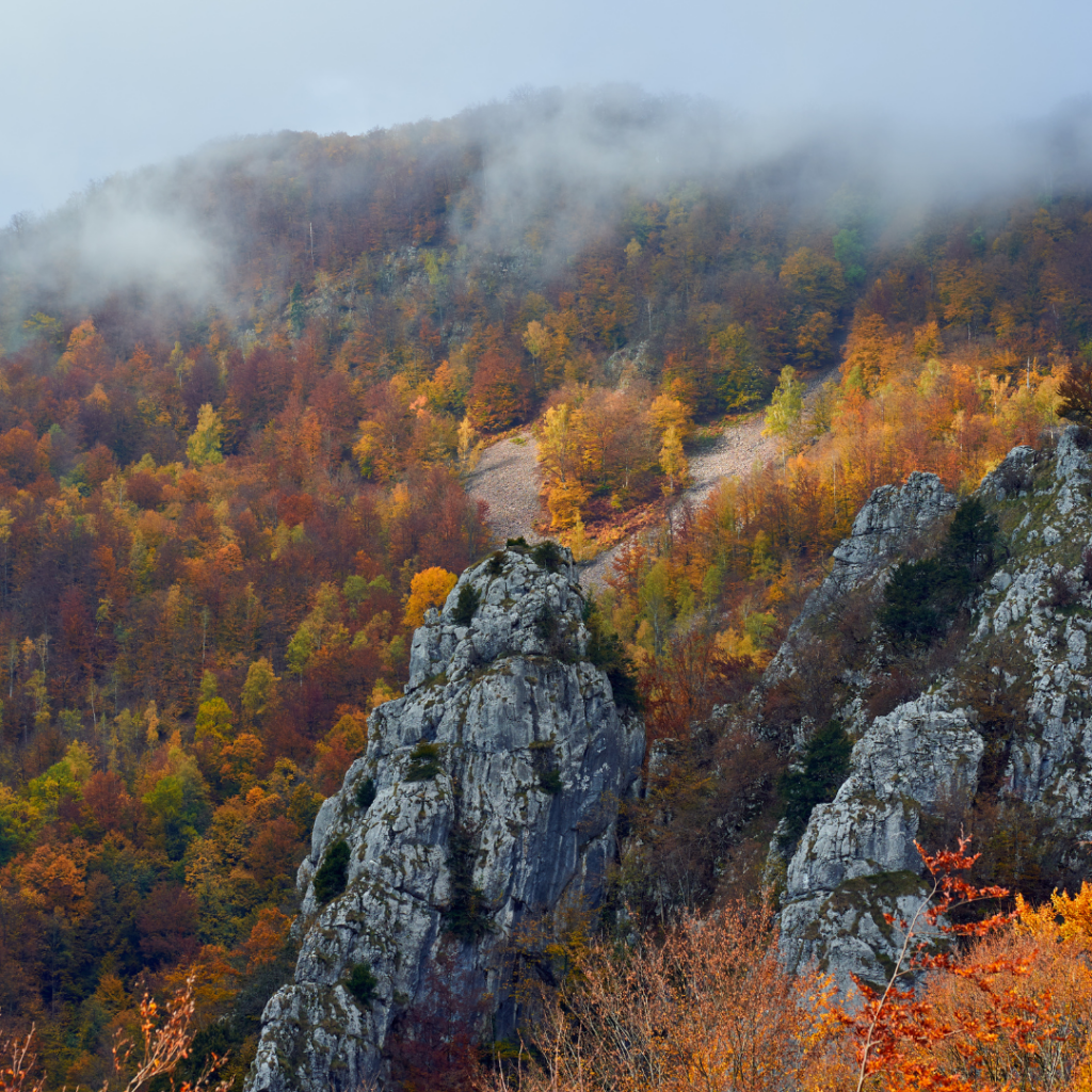 A vibrant nature scene showcasing the colours and textures that inspire artistic endeavours and creation.