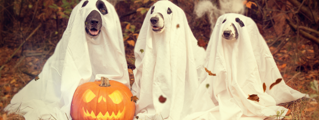 Top 10 Eerie Tales That Have Haunted Readers for Generations