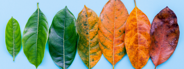 Life-changing journeys: the passage of time shown through leaves