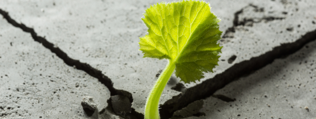Personal growth stories: a leaf being resilient agaisnt the concrete