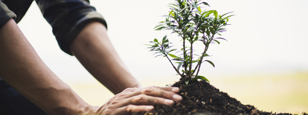 Personal growth stories: a man planting a small tree
