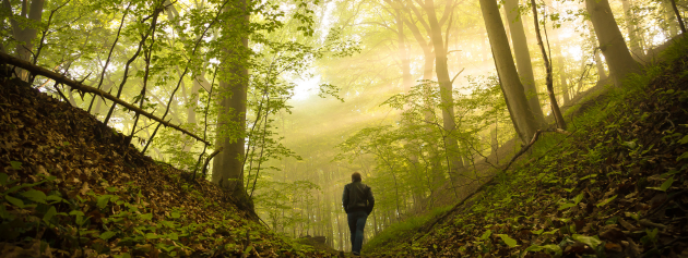 Walking through the forest on a path to life-changing journeys