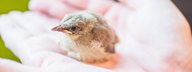 act of kindness: a baby bird being protected